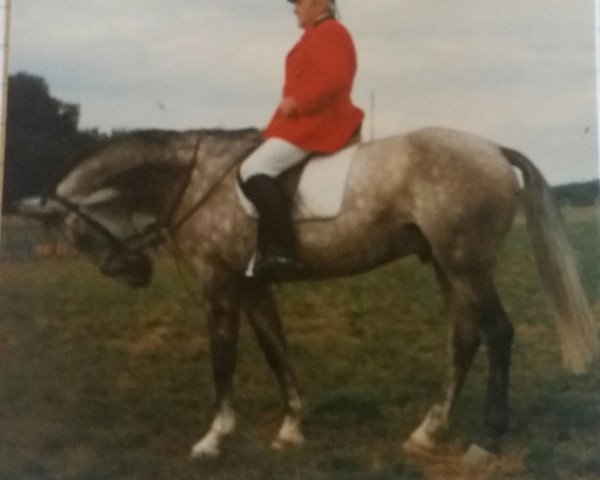 dressage horse Goldcup (Rhinelander, 1990, from Goldcup)