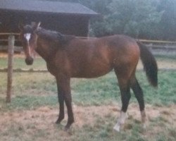 broodmare Waldessa (Rhinelander, 1993, from Walzertakt)