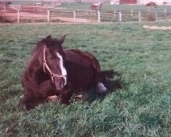 broodmare Prisma (Rhinelander, 1978, from Prominent)