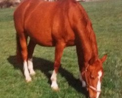 broodmare Sarina (Rhinelander, 1984, from Ridder)