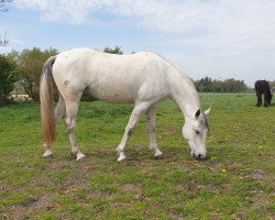 Pferd Enclume Favory Elfes (Lipizzaner, 2014, von Siglavy Fabiola)