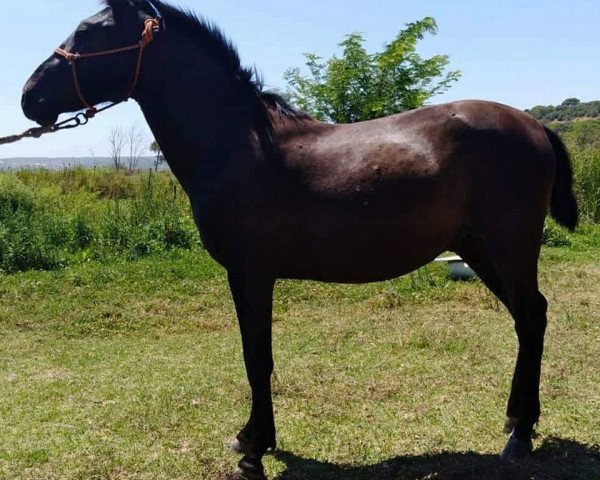 Pferd APOLLO (Pura Raza Espanola (PRE),  )