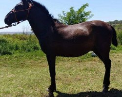 Pferd Apollo (Pura Raza Espanola (PRE),  )