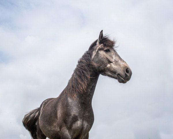 horse Kamerun's George (German Warmblood, 2016, from Gladstone)