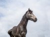 horse Kamerun's George (German Warmblood, 2016, from Gladstone)