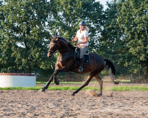 Dressurpferd Hacuna Matata (Koninklijk Warmbloed Paardenstamboek Nederland (KWPN), 2012, von Voice)