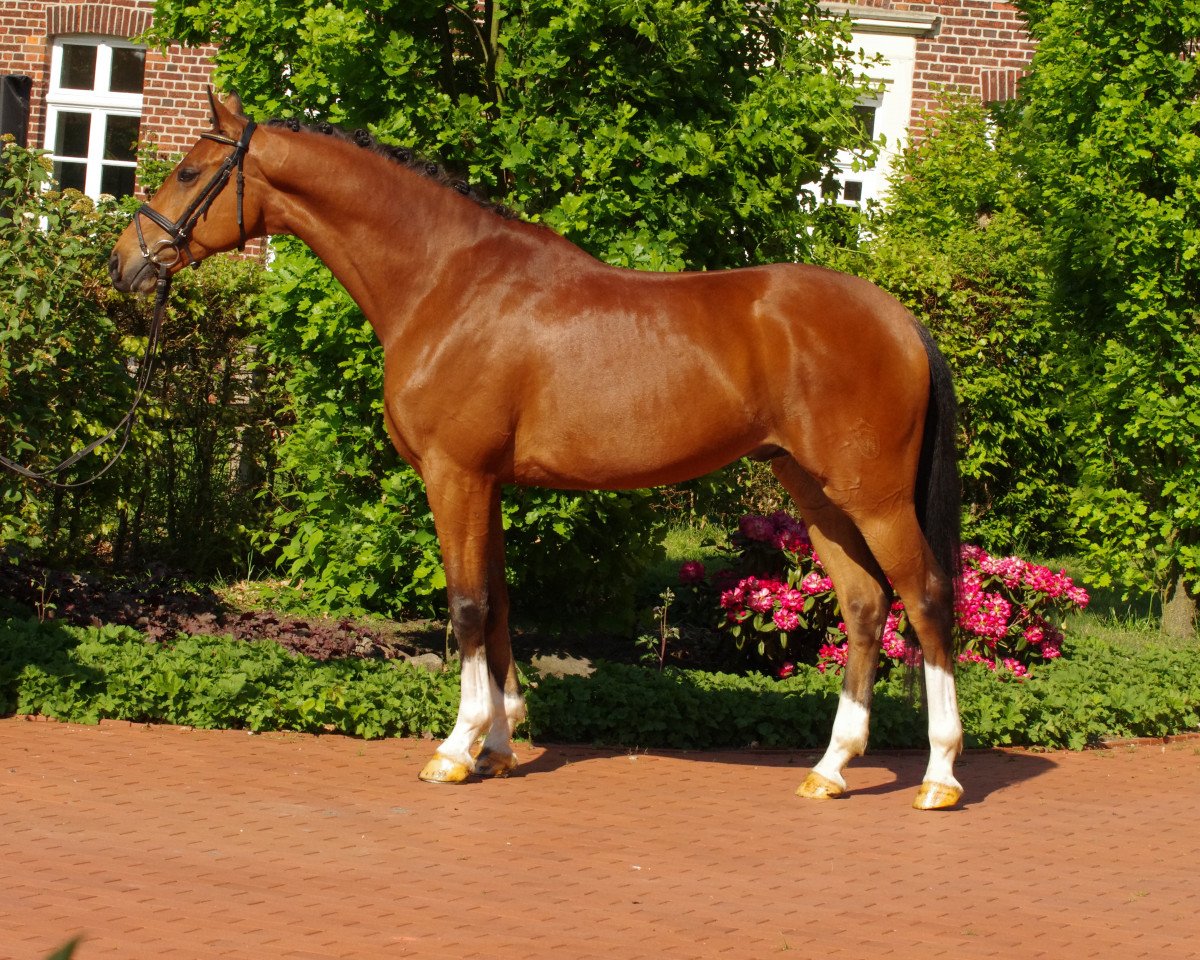 dressage horse Ben Benicio 3 (Westphalian, 2013, from Callaho's Benicio)