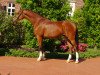 dressage horse Ben Benicio 3 (Westphalian, 2013, from Callaho's Benicio)