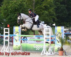 jumper Quincy 157 (German Sport Horse, 2005, from Quaterman I)