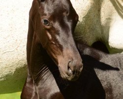 dressage horse Dalerion (Trakehner, 2018, from Easy Game)