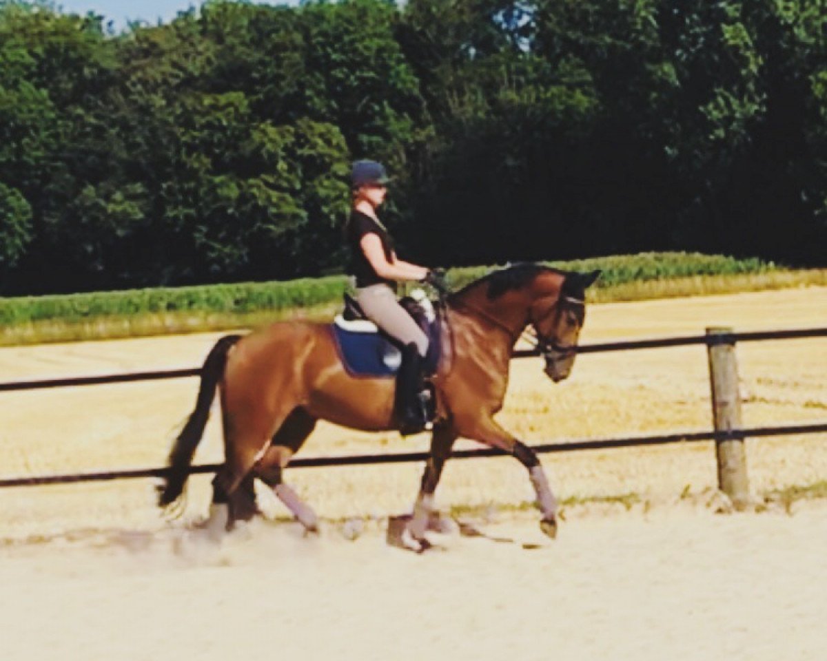 dressage horse Zoe Grace (Hanoverian, 2013, from Zack)