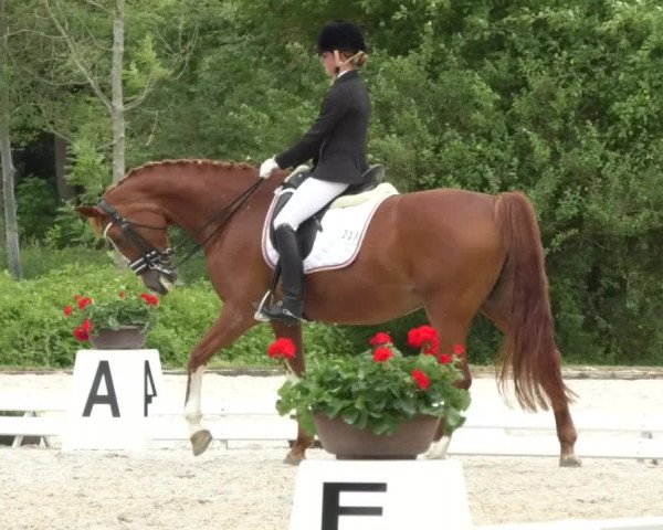 Reitturnier Ingolstadt-Hagau 2017