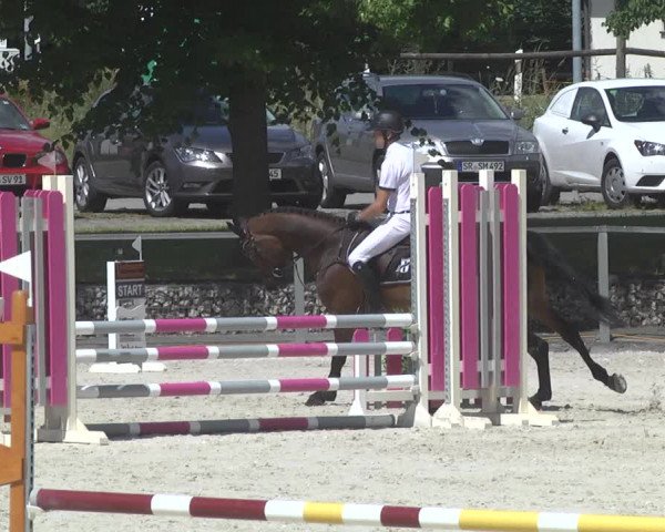 Reitturnier Ingolstadt-Hagau 2017