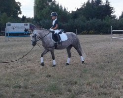 dressage horse Tosca (Welsh-Pony (Section B), 2013)