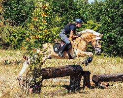 dressage horse St. Anton (Haflinger, 2003, from Steintaler)