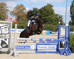 jumper Campitello 3 (German Riding Pony, 2008, from De Hofstede's Cormando)