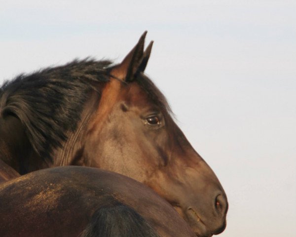 broodmare Rock it Ruby (Hanoverian, 2007, from Rotspon)