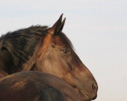 broodmare Rock it Ruby (Hanoverian, 2007, from Rotspon)