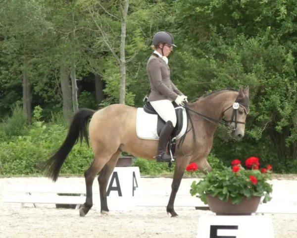 Reitturnier Ingolstadt-Hagau 2017
