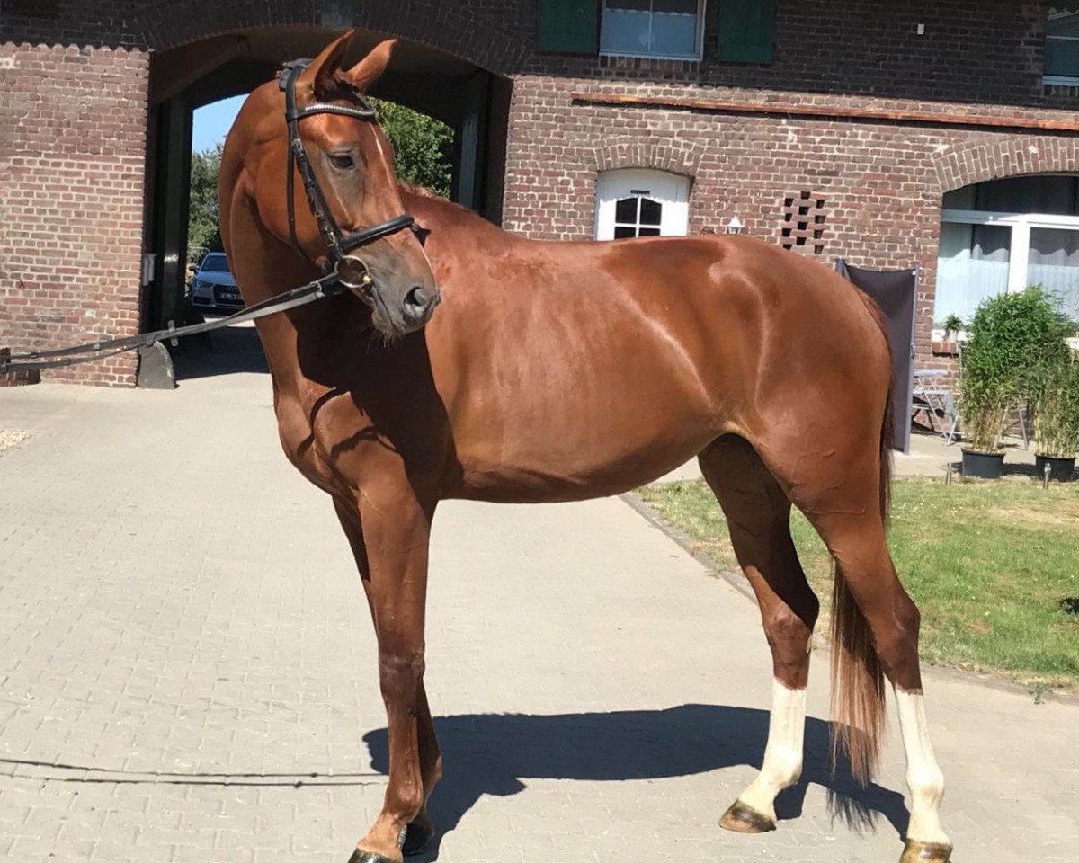dressage horse Waterloo (Czech Warmblood, 2014, from Quaterback)