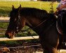 jumper Bella Donnah (New Forest Pony, 2009, from Hoppenhof's Shardon)