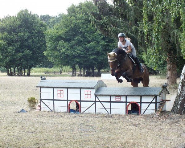 Springpferd Miss Bolero (unbekannt, 2010)