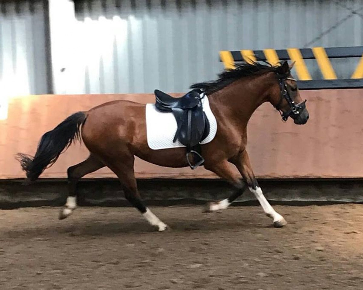 dressage horse Steverheides Dear Darling (German Riding Pony, 2015, from Dressman IV)