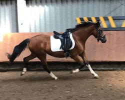 dressage horse Steverheides Dear Darling (German Riding Pony, 2015, from Dressman IV)