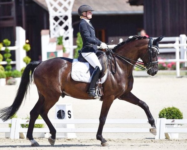 dressage horse Silent Dream vom Weierhof (Oldenburg, 2007, from Stedinger)