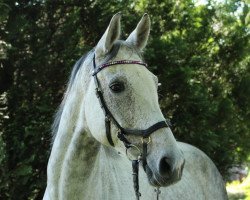 jumper Ramazotti 182 (German Sport Horse, 2007, from Rich Charly I)