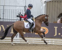 Deckhengst Tackmann’s FS Nacho (Deutsches Reitpony, 2014, von Fs Numero Uno)