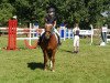 dressage horse Henriette Pcm (KWPN (Royal Dutch Sporthorse), 2012)