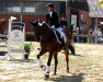 Dressurpferd Yakari 39 (Schwedisches Warmblut, 2007, von Remiro HM)