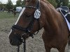 Dressurpferd Ti Desteny's Child (Deutsches Reitpony, 2011, von FS Don't Worry)