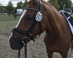 dressage horse Ti Desteny's Child (German Riding Pony, 2011, from FS Don't Worry)