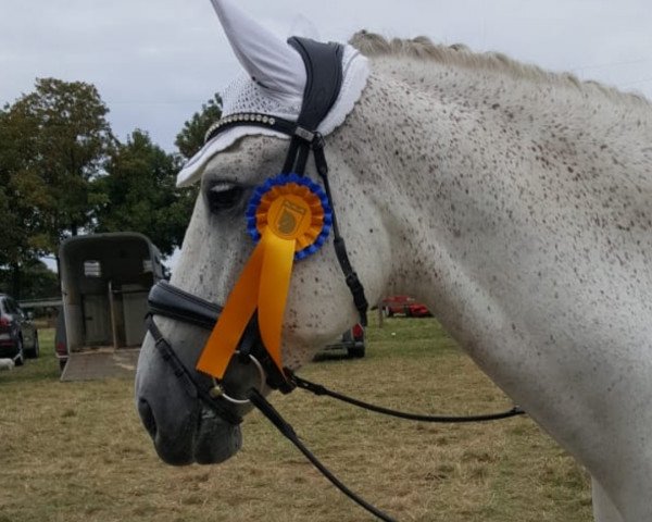 dressage horse Picasso Su (Pura Raza Espanola (PRE), 2012, from Decreto)