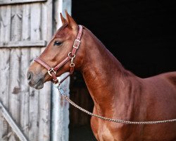 Pferd Cincinnati (Polnisches Pony, 2017, von Domingo)