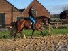 dressage horse Letizia 45 (Oldenburg, 2009, from Glock's Lord of Loxley)