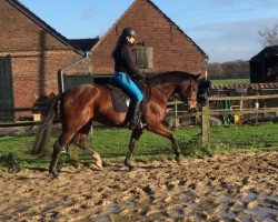 dressage horse Letizia 45 (Oldenburg, 2009, from Glock's Lord of Loxley)