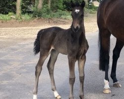 horse Fürst Henry (Hannoveraner, 2019, from Fürst Romancier)