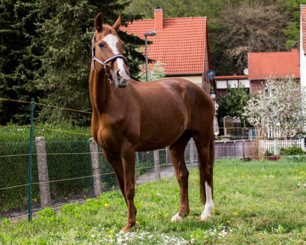 broodmare Loraine (Hanoverian, 2004, from Londonderry)