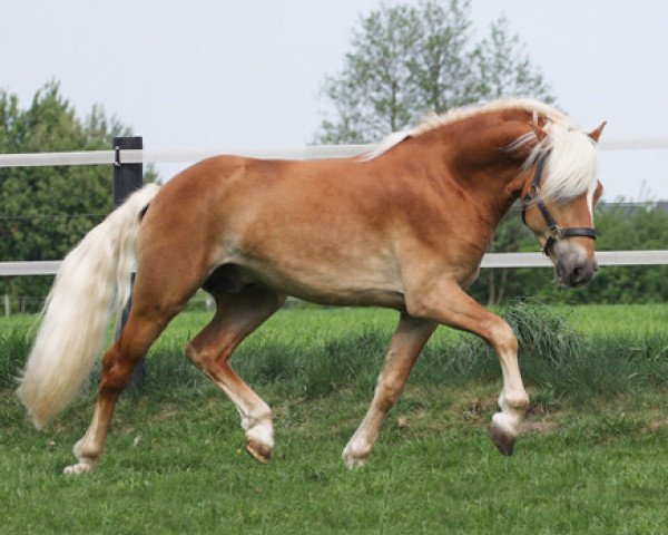 stallion Akadius B (0,88% ox) (Haflinger, 2008, from Avantgarde (0,19% ox))