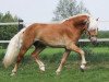 stallion Akadius B (0,88% ox) (Haflinger, 2008, from Avantgarde (0,19% ox))