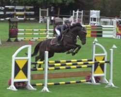 jumper History S du Champ du Bois (Belgian Warmblood, 2013, from Hoegie van het Bergske)