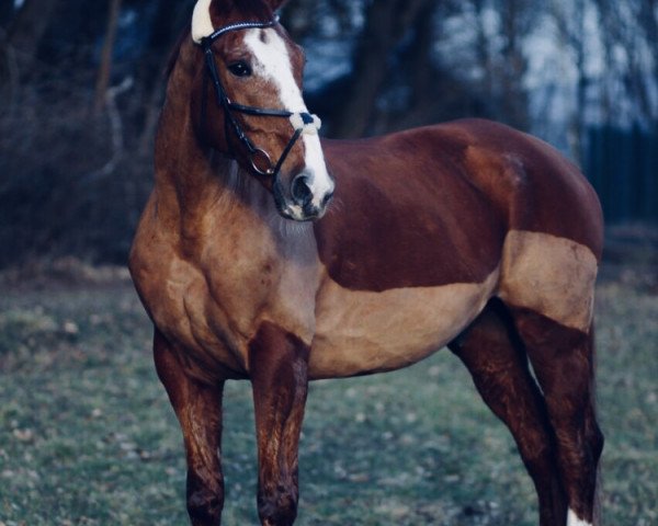 Pferd Abacus La Donata (Oldenburger, 2003, von Abanos)