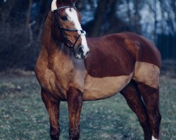 horse Abacus La Donata (Oldenburg, 2003, from Abanos)