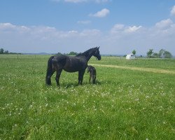 broodmare Zeluna (Holsteiner, 2007, from Contender)