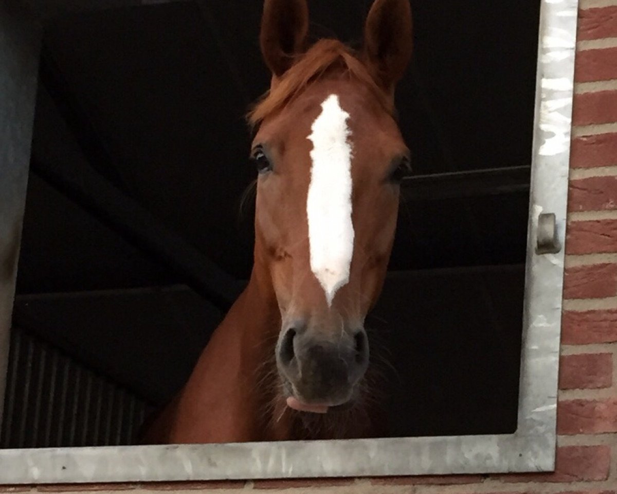dressage horse Full of Joy 2 (Hanoverian, 2010, from Fürst Nymphenburg)