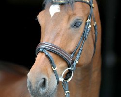 dressage horse Bobby Brown 46 (Hanoverian, 2012, from Belissimo NRW)