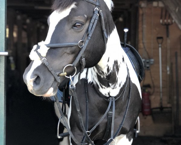 Dressurpferd Mr. Taifun Royal (Pony ohne Rassebezeichnung, 2012)
